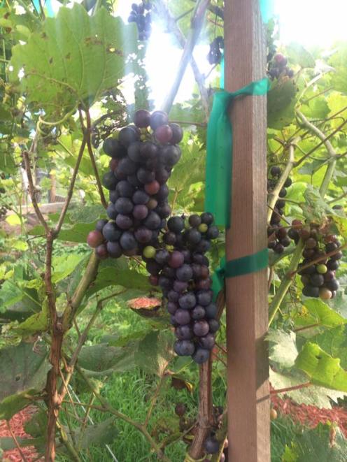 13962487_10205852747111998_9098089061675279875_n