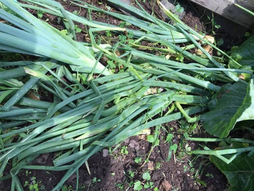 20032009_10208213458728313_4510197170209528170_n