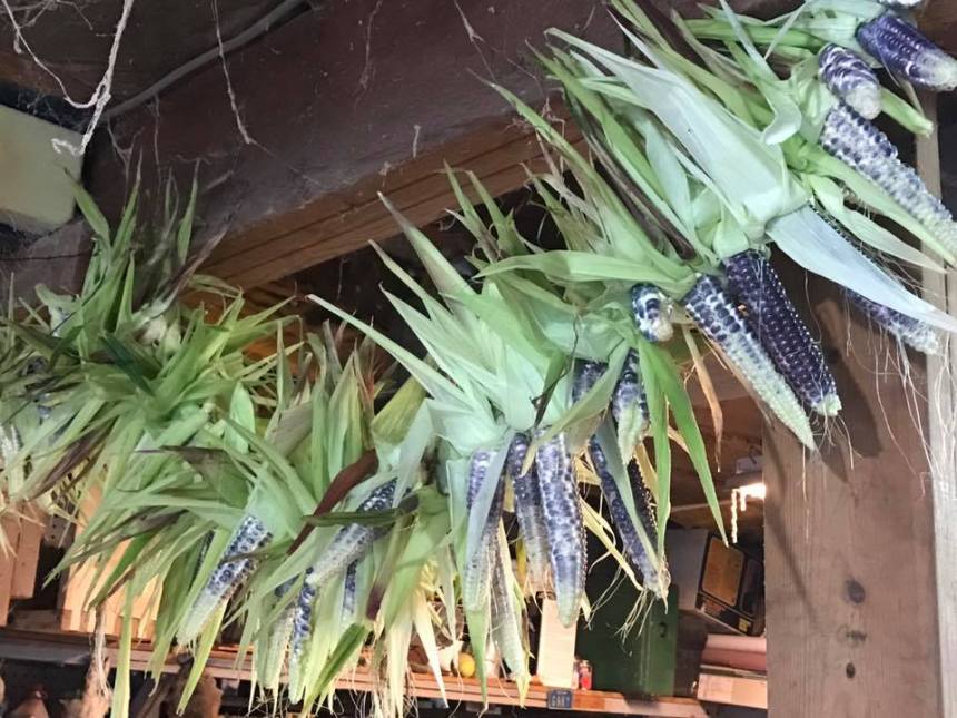 20525661_10208340243017841_4397179837005973036_n